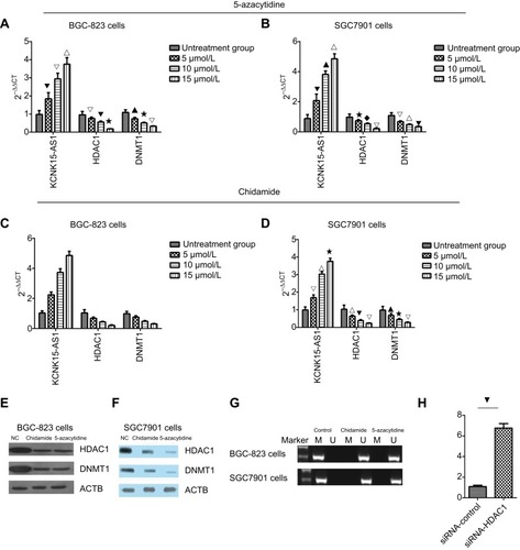 Figure 6 (A) The BGC-823 cells were treated with 5-azacytidine, and the expression level of KCNK15-AS1 increased in a dose-dependent manner, and the expression of HDAC1 and DNMT1 decreased in a dose-dependent manner (⎂△∇P<0.05; ▁⋆△P<0.05; △⎂ ⋆P<0.05; ▁△⋆P<0.05). (B) The SCG7901 cells was treated with 5-azacytidine. The expression level of KCNK15-AS1 increased in a dose-dependent manner, and the expression of HDAC1 and DNMT1 decreased in a dose-dependent manner (⎂▁∇P<0.05; ⋆♦△P<0.05; △∇⎂P<0.05; ▁ △ ⋆P<0.05). (C) The BGC-823 cells were treated with chidamide. The expression level of KCNK15-AS1 increased in a dose-dependent manner, and the expression of HDAC1 and DNMT1 decreased in a dose-dependent manner (♦△∇△P<0.05; ⢶⎂∇△P<0.05; △ ⢶▁△P<0.05; ⢶⋆♦△P<0.05). (D) The SCG7901 cells were treated with chidamide. The expression level of KCNK15-AS1 increased in a dose-dependent manner, and the expression of HDAC1 and DNMT1 decreased in a dose-dependent manner (△∇⋆P<0.05; ▁⋆△P<0.05; ∇▁△P<0.05; ▁△⋆P<0.05). (E) Western blot showed the expression levels of HDAC1 and DNMT1 in BGC-823 cells treated with chidamide and 5-azacytidine. (F) Western blot showed the expression levels of HDAC1 and DNMT1 in SCG7901 cells treated with chidamide and 5-azacytidine. (G) After treatment with chidamide and 5-azacytidine, KCNK15-AS1 was unmethylated in both the BGC-823 and SCG7901 cells. (H) The expression of KCNK15-AS1 was decreased after the knockdown of HDAC1 (⎂P<0.05).