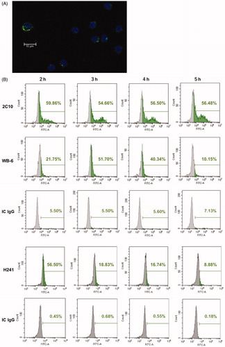 Figure 2. Internalization of monoclonal anti-DNA antibodies. (A) PBMCs were cultured with WB-6 (20 µg/ml) for 3 h and imaged by Alexa Fluor 488-labeled anti-mouse IgG after fixation and permeabilization. (B) PBMCs were cultured with 5 µg/ml 2C10, 20 µg/ml WB-6, 0.5 µg/ml H241, or IC IgG for 2, 3, 4 or 5 h, and after fixation and permeabilization, IgG-positive monocytes was estimated by flow cytometry gated on the CD14+ population.