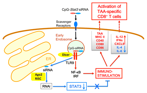 Figure 1. A “Push&Release” strategy for increasing the immunogenicity of acute myeloid leukemia cells. CpG oligodeoxynucleotides (CpG-ODN)-coupled signal transducer and activator of transcription 3 (STAT3)-targeting small-interfering RNAs (CpG-Stat3 siRNAs) are internalized by scavenger receptors and bind to Toll-like receptor 9 (TLR9) within endosomes. Therein, siRNAs are cleaved off from the conjugate by dicer 1, ribonuclease type III (DICER1). TLR9 facilitates the release and transport of STAT3-targeting siRNAs to argonaute RISC catalytic component 2 (AGO2) in the endoplasmic reticulum (ER), thereby initiating RNA interference (RNAi) and limiting STAT3 activity. The inhibition of STAT3 augments the immunostimulatory effects of TLR9 signaling, shifting the balance toward the production of pro-inflammatory cytokines and chemokines. At the same time, blocking STAT3 and stimulating TLR9 enhances the presentation of leukemia-specific antigens. Altogether, these effects generate systemic leukemia-specific CD8+ T cell-mediated immune responses and result in disease regression.