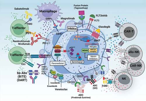 Figure 1. All the main therapeutic strategies presented in the text are summarized in this image. Adoptive cell therapy such as allogeneic NK cells, CAR-T and CAR-NK are represented in gray as they are still in the earliest stages of clinical experimentation.