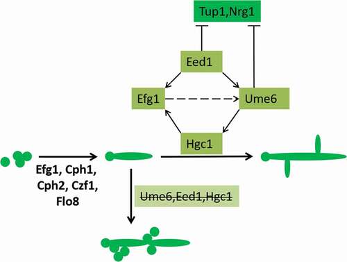 Figure 7. Key factors of mycelial elongation. Transcription factors such as Efg1 and Cph1 are involved in this regulation process. Eed1, Hgc1, Ume6 play key roles in mycelial elongation. Ume6 and Eed1 also negatively regulate Tup1 and Nrg1