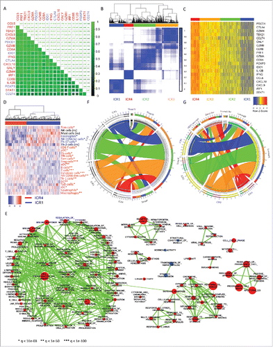 Figure 1. Consensus clustering of TCGA RNA-seq dataset defines distinct immune phenotypes of breast cancer. (A) Spearman correlation of immune activatory (red) and immune regulatory (blue) transcripts, N = 1,004; correlation coefficients are represented numerically on the top and by green color gradient on the bottom. (B) Consensus cluster matrix generated by ConsensusClusterPlus R package, repeats = 5,000, and agglomerative hierarchical clustering with ward criterion (Ward.D2) inner and complete outer linkage, N = 1,004. Both rows and columns represent RNA-seq samples: consensus values range from 0 (never clustered together) to 1 (always clustered together) marked by white to dark blue. The consensus matrices are ordered by the consensus clustering which is depicted as a dendrogram in the top the heatmap. The cluster memberships are marked by colored rectangles between the dendrogram. (C) RNA-seq expression heatmap, N = 1,004. Clusters assignment is the one generated by the consensus clustering (panel B). The clusters are reordered from ICR4 to ICR1 (left to right) according to the decreasing average level of expression of the signature genes; no reordering within the clusters. (D) Unsupervised hierarchical cluster of ICR1 and ICR4 samples (N = 355, color labeled as in panels B and C) using cell-specific immune-signatures. Hierarchical clustering with ward criterion (Ward.D2) was applied to the matrix of the enrichment scores calculated through single sample GSEA. Cell-specific signatures enriched in ICR4 vs ICR1 (q-value < 0.05) are in red, and those significantly depleted in blue. (E) Functional enrichment of supervised differentially analysis between ICR4 and ICR1 clusters using GSEA (genes were ranked according to absolute log FC). Cytoscape and enrichment map tools have been used for network-visualization of the GSEA results (p ≤ 0.05, q-value ≤ 0.01, and similarity ≤ 0.5). Nodes represent enriched gene sets, which are grouped and annotated by their similarity. Node size is proportional to the total number of genes within each gene set. Proportion of shared genes between gene sets is represented as the thickness of the line between nodes. Nodes highly enriched with up-regulated genes in ICR4 tumors are shown in red, whereas those with downregulated genes are shown in blue (ICR: Immunological Constant of Rejection). (F) Circos Plot for ICR cluster vs stage, N = 987. (G) Circos Plot for ICR cluster vs intrinsic molecular subtype, N =1,002.