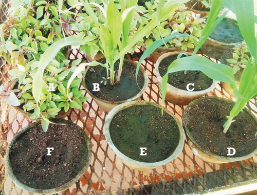Figure 1. Emergence patterns of A. hybridus in pots with: A. hybridus + no sorghum (A), A. hybridus + sorghum with two leaves stripped (B), A. hybridus + sorghum with no leaves stripped (C), A. hybridus + sorghum with four leaves stripped (D), A. hybridus + no sorghum and sprayed with atrazine (E and F) 21 days after weed emergence in the negative control.