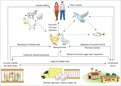 Figure 1. Sites of interfaces of H5N1 virus of different hosts in Egypt. From the currently available data, backyard birds are an important source for the infection of birds in the commercial sector and LBM as well as for humans. Over 90% of infected humans probably acquired the infection through direct contact with backyard birds, whereas only 2 and 3 human-infections occurred due to contact with birds in the LBM or commercial sector, respectively. The confirmed transmission routes between different sectors and species are shown as straight lines while possible, but not yet confirmed-sources of infection are shown as dashed arrows. The virus was isolated from donkeys, feral and wild birds and the viral RNA was detected in fish. Only anti-H5 antibodies were detected in pigs, cats and dogs but no virus isolation or detection trials were reported.