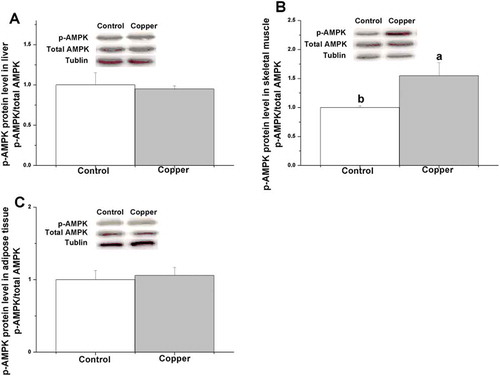 Figure 4. Effects of dietary copper treatment (45 mg/kg) on phosphorylated AMP-activated protein kinase protein level in the liver, skeletal muscle, and adipose tissue. Values are the means ± SEM (n = 8). Means with different superscripts (a, b) are significantly different (p < 0.05).