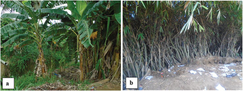 Figure A7. Banana farm and High concentration of Chinese bamboo in Uniwax drainage system (Ouattara et al., Citation2021)