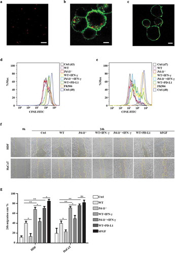 Figure 2. Exosomal PD-L1 suppressed T cell activation and promoted skin cell migration in vitro (a). Representative confocal image showed the appearance of exosomes as small-red dots. Scale bar: 5 μm. (b-c). Representative confocal images of pre-stained exosomes (red) colocalized with cell membrane (green) of HEK 293T (b) and Jurkat T cells (c). Scale bar: 5 μm. (d-e). Flow cytometry analysis of CFSE-labelled T cell proliferation assay. PBMCs (8 × 105) were incubated with WT (100 µg/mL)), Pd-l1−/− (100 µg/mL), WT+IFN-γ (100 µg/mL), Pd-l1−/-+IFN-γ (100 µg/mL), WT+PD-L1 (100 µg/mL) and FK506 (100 nM) for 3 days and 7 days. Cells were cultured with mock reagents for 0, 3 and 7 days as Ctrl (d0), Ctrl (d3) and Ctrl (d7), respectively. (f-g). Wound scratch assay of HDF cells and HaCaT cells. Wounded cells were incubated with WT (100 µg/mL), Pd-l1−/- (100 µg/mL), WT+IFN-γ (100 µg/mL), Pd-l1−/-+IFN-γ (100 µg/mL), WT+PD-L1 (100 µg/mL) and bFGF (2.5 ng/mL) for 24 h. Serum-free medium was used as control (Ctrl). 24 h migration rate (g) and representative wound images (f) of each group at 24 h were shown. Scale bar: 100 μm. n = 3. *P < 0.05; **P < 0.01; ns, not significant.