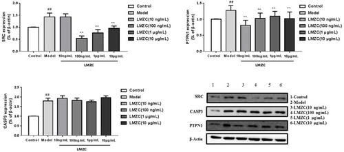 Figure 9 Effect of MOS ethanol extract on the expression of SRC, PTPN1, and CASP3 (Model vs Control, ##P < 0.01; MOS ethanol extract vs Model, **P < 0.01).