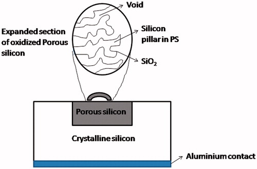 Figure 4 Diagrammatic representation of TG biosensor based on porous silicon.