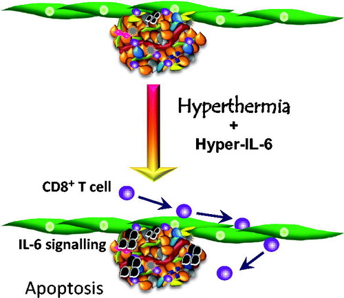 Figure 4. Hyperthermia augments cytotoxic T cell killing when applied in conjunction with a recombinant hyper-IL-6 fusion protein (H-IL-6). H-IL-6 is comprised of IL-6 and s-IL-6R. When combined with hyperthermia, this treatment promotes CD8+ T cell extravasation through the tumour bed, increasing tumour cell death. (Adapted from Fisher et al. [Citation52]).