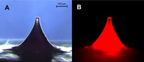 Figure 3 Microscopic images of NLC-MNs under normal (A) and fluorescent (B) light sources.Abbreviation: NLC-MNs, nanostructured-lipid-carrier-loaded microneedles.