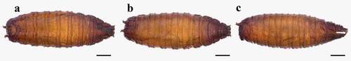 Figure 2. Heleomyza serrata puparium. Ventral (a), dorsal (b) and lateral (c) views. Observation performed using a Keyence VHX-S90BE digital microscope (scale bar 500 μm).