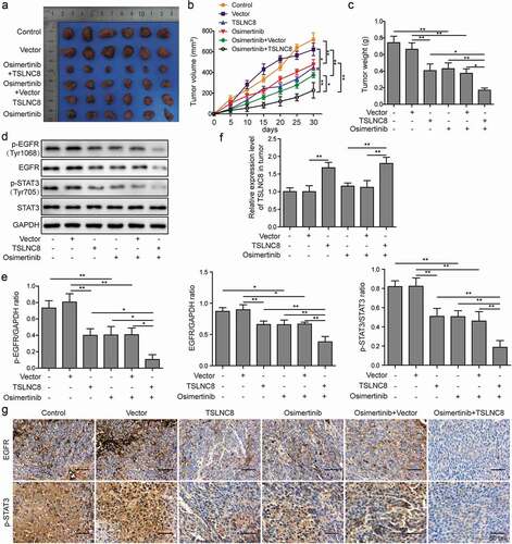 Figure 8. TSLNC8 enhances the inhibitory effects of osimertinib on tumor growth in vivo. (a). Photographs of tumors with TSLNC8 overexpression and/or osimertinib administration. (b). Tumor growth curves of mice model with TSLNC8 overexpression and/or osimertinib administration. Tumor volume (mm3) was measured every 5 days over 4 weeks. (c). Comparison of tumor weights (g) with TSLNC8 overexpression and/or osimertinib administration. (d-e). Western blotting was performed to detect expression of EGFR and phosphorylation of EGFR (Tyr1068) and STAT3 (Tyr705) in tumor tissues in response to TSLNC8 overexpression and/or osimertinib administration. GAPDH was used as a loading control. (f). Overexpression of TSLNC8 by transfection with pWPXL-TSLNC8 was confirmed by qRT-PCR. (g). Immunohistochemistry was performed to detect expression of EGFR and phosphorylation of STAT3 (Tyr705) in tumor tissues in response to TSLNC8 overexpression and/or osimertinib administration. Data were shown as mean±SD, the result was a representative of three independent experiments. ** p< 0.01 and * p< 0.05