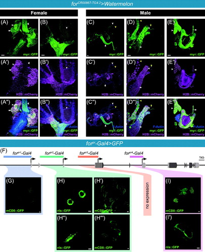 Figure 6. (A–E′′′) forCR00867-TG4.2 CRIMIC allele driving UAS-Watermelon in female and male reproductive systems with membrane bound GFP in green (A–E), nuclear mCherry in magenta (A′–E′), membrane and nuclear merged with F-actin in blue (A′′–E′′). (A–A′′) Maximal projections of expression in the female reproductive system; uterus, spermatheca (white arrowhead), and common oviduct (white double arrowhead) of the female reproductive system. Expression was also seen in the spermatheca associated fat (white arrow) and smooth muscle. (B–B′′) Maximal projections of expression in the female reproductive system; ovarioles and lateral oviducts. Expression was seen in the common and lateral oviducts, epithelial sheath surrounding the ovariole, and follicle cells (arrowhead). (C–C′′) Maximal projections of expression in the male reproductive system. Expression was seen throughout; ejaculatory duct (white arrow), seminal vesicles, testis, and accessory glands (white arrowhead). Other tissues are also present (Malpighian tubules – yellow arrowhead). (D–D′′) Magnification of the accessory gland. Primary cells indicated with white arrow, and secondary cells indicated with white arrowhead. Other tissues are also present (Malpighian tubules – yellow arrowhead, trachea – yellow arrow). (E–E′′) Magnification of the ejaculatory bulb. Lower ejaculatory duct (white arrow) and fat tissue (white arrowhead) are indicated. (F) Schematic of the foraging locus depicting regions of cloned forpr-Gal4s. G. forpr1-Gal4 driven GFP expression in the male reproductive system. (H) forpr2-Gal4 driven expression in the spermatheca. (H′) forpr2-Gal4 driven expression in the ovaries. H′′. forpr2-Gal4 driven expression in the oviduct. (H′′′) forpr2-Gal4 driven expression in the male reproductive system. (I) forpr4-Gal4 driven expression in the male reproductive system. (I′) forpr4-Gal4 driven expression in the ejaculatory bulb. Scale bars = 50 µm. [Please refer to the online version for colors.]