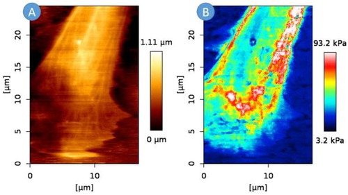 Figure 1. Morphology of the selected cell area (A) and distribution of the Young’s modulus values obtained for an AoSMC. (16.8*24.6 µm, 200*292 points, 2nN).