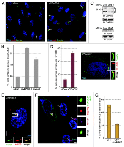 Figure 1. VDAC3 depletion led to primary cilia assembly in non-starved cells. (A and B) Asynchronously growing RPE1 cells treated with siRNAs against Lamin A/C (siCon), VDAC3 (siVDAC3-1) and Mps1 (siMps1) were stained for γ-tub and Ac-tub to identify centrosome and primary cilia respectively. (A) Shown are representative images of random fields of siCon and siVDAC3-1 cells stained for γ-tub (red) and Ac-tub (green). Arrows mark cilia. (B) Percentage of cells with cilia were plotted as bars where values represent mean ± SD for three independent experiments, 400–500 cells were counted per replicate. (C) Immunoblots show the depletion of VDAC3 (VDAC3a and VDAC3b were decreased by roughly 40% and by 75%) in siVDAC3-1 cells (siVD3-1) and Mps1 (by roughly 85%) in siMps1 cells compared with siCon cells prepared similarly as (B). GAPDH or α-tub was used as loading control. (D) Asynchronously growing siCon and siVDAC3-1 cells were stained for polyglutamylated tubulin (GT335, green) and Cep135 (red). Percentage of cells with cilia were plotted where values represent mean ± SD for three independent experiments, roughly 200 cells were counted per replicate. In this and all other images, panels show digitally magnified images of a region surrounded by the box. (E) Representative image of a siVDAC3-1 cells prepared as in (A) stained for Arl13B (red) and Ac-tub (green). (F and G) siVDAC3-1 cells were transfected with plasmids expressing GFP or GFP-sirVDAC3. (F) Shown is a representative field of siVDAC3-1 cells stained for Cep135 (red) and Ac-tub (magenta). The cell that expressed GFP-sirVDAC3 (green) did not contain a primary cilium while the other untransfected cells had cilia as marked by arrows. DNA is blue and bar is 5 μm in (A–G). (G) The percentage of GFP-positive cells containing cilia were plotted as bars. Values represent mean ± SD for three independent experiments, 50–70 GFP-positive cells counted per replicate.