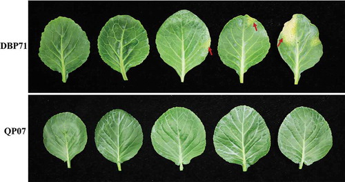 Fig. 2 Black rot symptoms on the Brassica oleracea lines QP07 and DBP71 infected by Xanthomonas campestris pv. campestris (Xcc) at 0, 2, 3, 7, and 14 days (left to right) following inoculation with Xcc. The black rot symptoms are marked by red arrows