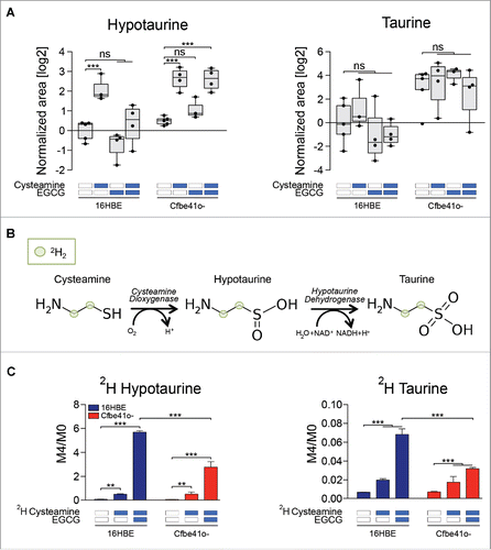 Figure 5. Fluxomic analysis using isotope labeled cysteamine. (A) Boxplot representation of hypotaurine and taurine according to the metabolic profiling (Fig. 1). Data are shown as log2-normalized area for the relative metabolite peak. Asterisks indicate significant differences (moderate t-test) induced by each treatment with respect to untreated controls for both 16HBE and Cfbe41o- cells. (B) Metabolic conversion of cysteamine in taurine and hypotaurine. Cysteamine was labeled with 4 deuterium atoms corresponding to the hydrogens in the carbon chain. (C) Deuterium enrichment of hypotaurine and taurine after treatment with 250 μM of isotope-labeled cysteamine alone or in combination with 100 μM EGCG. Data are shown as the ratio between the levels of the metabolite enriched with 4 deuterium atoms (M4) and the metabolite enriched with no deuterium atoms (M0). Data are reported as means ± SD of 4 replicates; the experiments were repeated twice yielding similar results. **p < 0.01, ***p < 0.001. ns: non-significant.