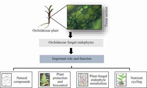 Figure 4. Importance of fungal endophytes for sustainable development.