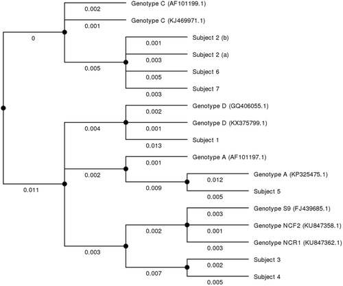 Fig. 2 Bayesian inference phylogeny of small-subunit rRNA gene internal transcribed spacer from the strains isolated from patients and similar strains estimated using the program MrBayes with the general time reversible (GTR) substitution model.Numbers under the lines show relative distances between the strains. Study patients are marked 1–7. Reference sequences were those used by Santín et al. for E. bieneusi nomenclature consensusCitation26 and are marked with their GenBank accession number