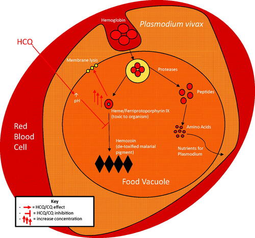 Figure 1. Antimalarial actions of hydroxychloroquine (HCQ). Being lipophilic, HCQ easily permeates the red blood cell that contains the malaria parasite and enters the food vacuole of the parasite. Being weakly alkaline, HCQ increases the pH of the food vacuole, which inhibits the conversion of toxic haem to non-toxic hemozoin. Accumulation of toxic haem leads to membrane lysis and parasite death.