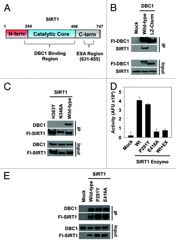 Figure 1. Regions on SIRT1 and DBC1 involved in complex formation. (A) Schematic of SIRT1 domains illustrating the putative DBC1 binding region and the ESA region. (B) Co-immunoprecipitation of full-length DBC1 or a truncated version lacking amino acids 1–242 with SIRT1 from 293-T cells. (C) Co-immunoprecipitation of wild type SIRT1 and SIRT1 point mutants with DBC1 from 293-T cells. (D) In vitro activity of SIRT1, SIRT1-P291Y and SIRT1-E416A purified from cells using the BIOMOL assay. Ten µM EX-527 was used as a negative control; mean + s.d. shown (n = 3). (E) Co-immunoprecipitation of DBC1 and the corresponding SIRT1 variants from (D) from 293-T cells.