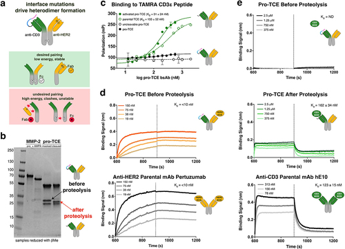 Figure 2. Recombinant expression, assembly and biophysical characterization of pro-TCE. (a) Interface mutations across the antibody fab and Fc framework regions facilitate proper recombinant assembly of IgG bispecific antibodies. (b) SDS-PAGE gel electrophoresis showing recombinant MMP-2 before and after activation with APMA, and the pro-TCE before and after proteolysis with the active MMP-2. Protein samples treated with βMe. (c) Fluorescence polarization binding data with pro-TCE IgG before and after MMP-2 proteolysis. The reported KD values are averages with errors reflecting the standard deviation of the mean for three replicates. (d) Biolayer interferometry data of the immobilized pro-TCE and parental anti-HER2 pertuzumab binding to HER2 extracellular domain before proteolysis. (e) Biolayer interferometry data of the immobilized pro-TCE and parental anti-CD3 hE10 mAb binding to CD3γε extracellular domain before and after proteolysis. In (d-e) the reported KD values are averages along with the standard deviation of the mean for two replicates.