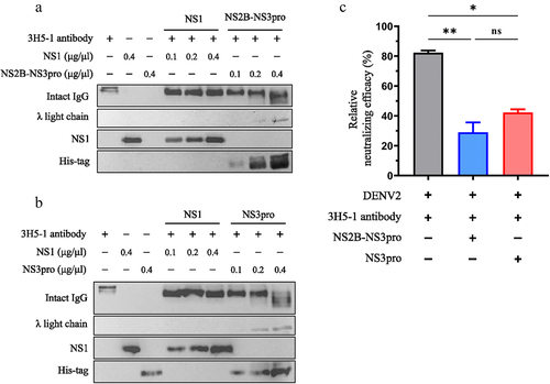 Figure 6. DENV protease cleaves DENV2-neutralizing antibodies resulting in λ free light chain increase and neutralizing efficacy reduction.