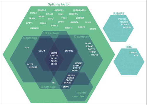 Figure 1. Schematic depiction of splicing and splicing-related PHF13 interacting proteins. These PHF13 interacting proteins were identified by mass spectrometry of co-precipitating proteins from chromatin lysate in mouse embryonic stem cells. The interacting proteins have grouped according to their function in splicing and splicing-associated complexes.