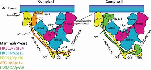 Figure 1. Schematic structural models of mutually exclusive complex I (left) and complex II (right). PIK3C3/Vps34, PIK3R4/Vps15, and BECN1/Vps30 are found in both complexes, whereas ATG14/Atg14 is complex I-specific, and UVRAG/Vps38 is complex II-specific. Complex I associates with membranes via the aromatic finger 1 in the BECN1 BARA domain and the BATS domain in ATG14 (which does not exist in Atg14). Complex II associates with membranes via two aromatic finger motifs (aromatic fingers 1 and 2) and the hydrophobic loop, all of which are in the BECN1 BARA domain. C2: C2 domain; CC: Coiled-coil; BARA: BARA domain; BATS: BATS domain; NTD: N terminal domain; CTD: C terminal domain; CXXCs: CXXC motifs; WD40: WD40 domain