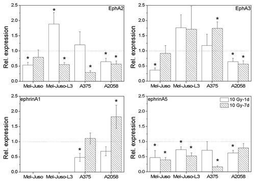 Figure 5. Relative mRNA expression of EphA2, EphA3, ephrinA1 and ephrinA5 in irradiated (10 Gy, 1 d and 7 d after X-ray) melanoma cells analyzed by quantitative real-time RT-PCR. Total RNA was extracted, followed by DNase digestion. Fifty nanograms of the pretreated RNA was applied into each RT-PCR reaction. mRNA levels of Eph and ephrins were determined using the delta-delta CT method with 18SrRNA as reference. Relative expression is depicted in relation to untreated cells. For each cell line three independent RNA samples were analyzed, each in triplicate. Symbols represent means ± SEM, (p ≤ 0.05), *, vs. 0 Gy, ANOVA, Bonferroni post hoc method.