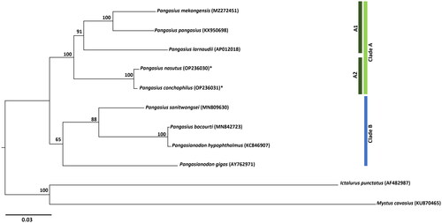 Figure 3. Maximum-likelihood phylogenetic tree of family of Pangasiidae catfishes species based on whole mitogenome sequences. The bootstrap probability values are presented at the nodes. The species study is labeled with asterisks mark *.