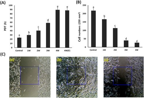 Figure 2. Analysis of cell growth by PDT (A) and wound healing assay (B and C) in A549 cancer cells treated with 50 μM PGZ. A: Weekly analysis of cell growth by PDT in A549 cancer cells treated with 50 μM PGZ up to 4 weeks. B: Cell number migrated into one square (250 μm2) in 50 μM PGZ-treated A549 cancer cells for up to 4 weeks C: Analysis of cell migration by wound healing assay in untreated control A549 cells after scratch (a), untreated control A549 cells at 48 h after scratch (b) and A549 cells treated with 50 μM PGZ for 4 weeks at 48 h after scratch (c). a, b, c, d and e indicate different groups which are significantly different each other (p < .05, one-way ANOVA).