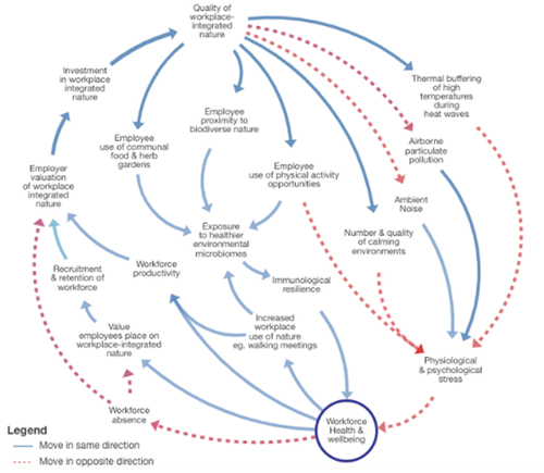 Systems map of the reinforcing loops. Processes that should encourage employers to integrate more nature into their workplaces. This map can be best read starting with the increases in ‘quality of workplace-integrated nature’ leading to the intended health outcome – ‘workforce health and wellbeing’. The feedback loop is ‘closed’ by connecting increasing workforce health and wellbeing with the value attributed to workplace-integrated nature, which in turn is used to bring more nature into the workplace.