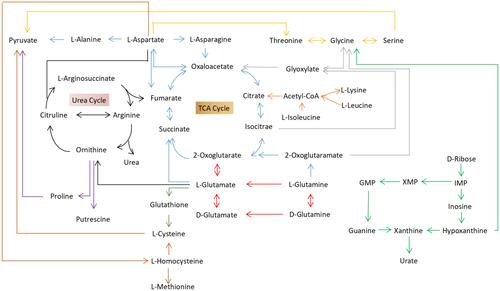 Figure 6 Schematic diagram of the metabolites and metabolic pathways in the target tissues of the Dextran sulfate sodium-treated group compared to the control group (black arrows: arginine biosynthesis; red arrows: D-glutamine and D-glutamate metabolism; blue arrows: alanine, aspartate, and glutamate metabolism; light green arrows: purine metabolism; orange arrows: glycine, serine, and threonine metabolism; purple arrows: arginine and proline metabolism; gray arrows: cysteine and methionine metabolism; green arrows: glutathione metabolism; and silvery arrows: glyoxylate and dicarboxylate metabolism).