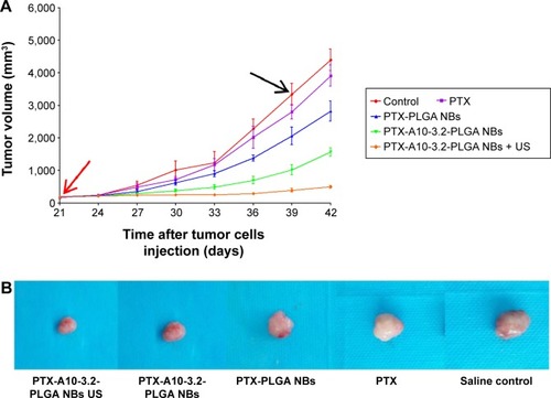 Figure 11 Therapeutic effects in various treatment groups in vivo.Notes: (A) Tumor volume growth curves in various treatment groups. The red arrow indicates the start of treatment, and the black arrow indicates the end of treatment. (B) Tumor volumes in various treatment groups. (C) TIR in various groups. The saline control group compared with the other groups, **P<0.01; PTX-A10-3.2-PLGA NBs + US compared with the other groups, ##P<0.01; PTX compared with the other groups, ▲▲P<0.01; PTX-PLGA NBs compared with the PTX-A10-3.2-PLGA NBs group, □□P<0.01.Abbreviations: NBs, nanobubbles; PLGA, poly(lactide-co-glycolic acid); PTX, paclitaxel; TIR, tumor inhibition rate; US, ultrasound.