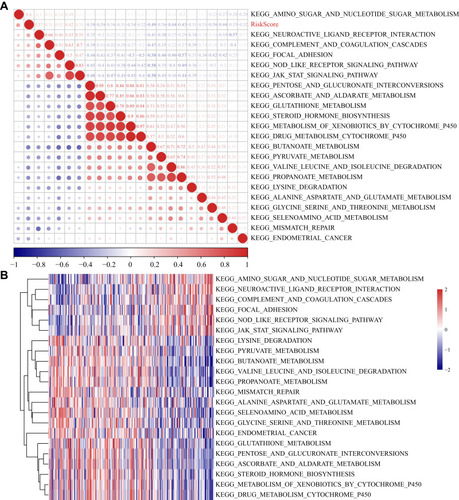 Figure 7 (A) Clustering of correlation coefficients between KEGG pathways with correlation to risk score greater than 0.3 and between risk scores; (B) Changes in ssGSEA scores of KEGG pathways with correlation to risk score greater than 0.33 in each sample, the horizontal axis represents the samples, and the risk scores increase from left to right.