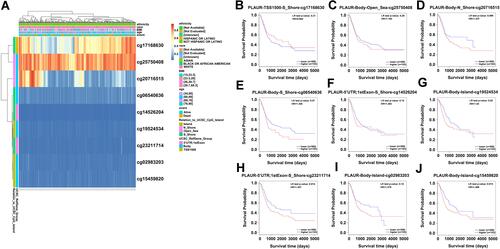 Figure 6 The heatmap and prognostic value of DNA methylation of PLAUR in BLCA. (A) The heatmap of DNA methylation of PLAUR in BLCA analyzed in MethSurv database. (B–J) The prognostic value of DNA methylation of PLAUR in BLCA with different CpG sites: cg17168630 (B), cg25750408 (C), cg20716515 (D), cg06540636 (E), cg14526204 (F), cg19524534 (G), cg23211714 (H), cg02983203 (I) and cg15459820 (J).