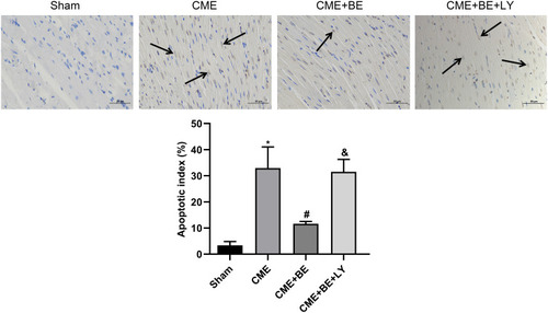 Figure 4 Detection of myocardial apoptosis through TUNEL staining (×400 magnification; bar = 50 μm) (n = 3 for each group). Normal nuclei were stained light blue while the nuclei of apoptotic cardiomyocytes were stained yellow-brown. Arrows indicate the nuclei of apoptotic cardiomyocytes. Data are presented as the mean±standard deviation (SD). *P < 0.05 versus the sham group; #P < 0.05 versus the CME group; &P < 0.05 versus the CME + BE group.