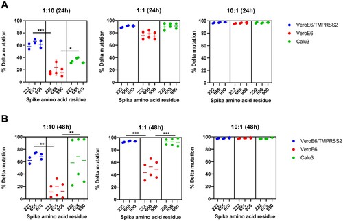 Figure 2. Delta variant outcompeted the replication of Omicron variant in VeroE6/TMPRSS2 and Calu3 cells. VeroE6/TMPRSS2, VeroE6, and Calu3 cells were co-infected by the Delta and Omicron variants with the Delta:Omicron ratio of 1:10, 1:1 and 10:1. Cell culture supernatants were collected at 24 hpi (A) and 48 hpi (B) for next-generation sequencing. The percentage of reads corresponding to the Delta and Omicron variant is determined for spike amino acid residues 222 (Omicron: A; Delta: V), 655 (Omicron: Y; Delta H), and 950 (Omicron: D, Delta: N). * indicates P < 0.05, ** indicates P < 0.01 and *** indicates P < 0.001.