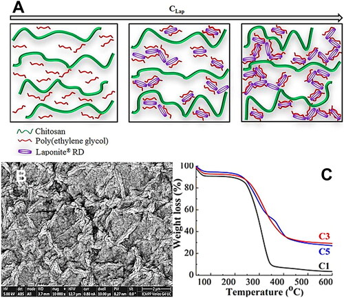 Figure 9. (A) Schematic representation of film structures with various clay concentrations; (B) SEM microphotograph of chitosan PEG nanoclay; and (C) TGA curves of CS/PEG films with various amounts of Lap [Citation132]. CS/PEG: chitosan/poly(ethylene glycol); PEG: poly(ethylene glycol); SEM: scanning electron microscopy; TGA: thermogravimetric analysis; C1, C3, C5 = 0%, 1%, and 1.5% nanoclay. Source: Reproduced with permission from MDPI.