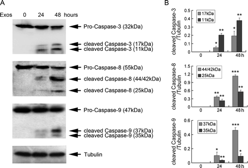 Figure 3.  Exosomes induced caspase activation in Jurkat T cells. (A) Jurkat T cells were exposed to 400 µg/ml exosomes for 24 and 48 h, and the expression of caspases 3, 8 and 9 was analyzed by Western blotting. Tubulin was used as an internal control. Data are representative of one of three independent experiments. (B) The levels of caspases 3, 8 and 9 were measured by NIH Image J software and corrected for tubulin. Data are the mean±SD of three independent experiments. * p < 0.05; ** p < 0.01; *** p < 0.001.