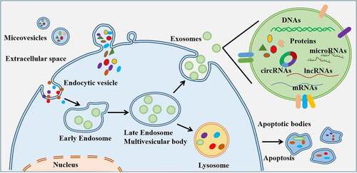 Figure 1. Secretion of extracellular vesicles (EVs) and their contents. EVs are originally derived from the endosomal and lysosomal pathway. EVs contain a range of proteins, RNAs, mRnas, DNA molecular cargoes, and surface protein markers. They can be released by any type of cells and can be transferred from the original cell to the recipient cells, into the extracellular microenvironment or to a distant site.