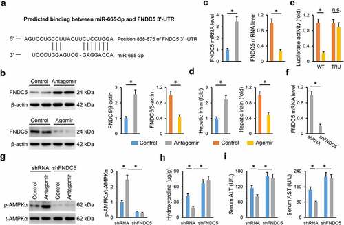 Figure 8. miR-665-3p antagomir activates AMPKα via increasing FNDC5 expression. (a) Graphic representation of the miR-665-3p binding motifs within the 3ʹ-UTR of FNDC5. (b-c) The mRNA and protein levels of FNDC5 in the liver from HFD mice. (d) The levels of hepatic irisin detected by a commercial ELISA kit. (e) Relative luciferase activity of the reporter constructs containing either WT or TRU 3ʹ-UTR of FNDC5 after treatment with miR-665-3p agomir. (f) The mRNA levels of FNDC5 in the liver from HFD mice treated with shFNDC5 or shRNA. (g) The levels of AMPKα phosphorylation. (h) Hepatic hydroxyproline levels. (i) Serum ALT and AST levels. All results were expressed as the means ± standard deviations, n = 6 for each group, and *P < 0.05 was considered statistically significant.