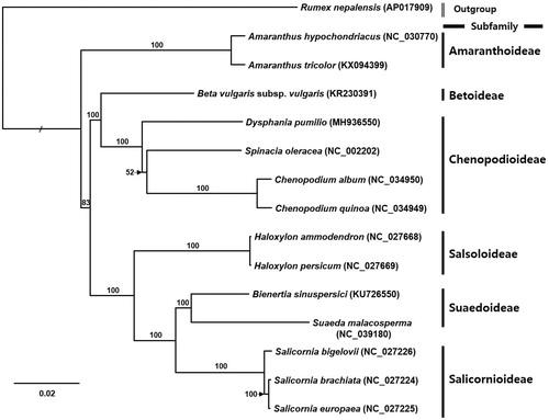 Figure 1. Maximum likelihood phylogenetic tree of Amaranthaceae based on 15 complete chloroplast genomes: Dysphania pumilio (MH936550 in this study), Rumex nepalensis (AP017909), Amaranthus hypochondriacus (NC_030770), Amaranthus tricolor (KX094399), Beta vulgaris subsp. vulgaris (KR230391), Spinacia oleracea (NC_002202), Chenopodium album (NC_034950), Chenopodium quinoa (NC_034949), Haloxylon ammodendron (NC_027668), Haloxylon persicum (NC_027669), Bienertia sinuspersici (KU726550), Suaeda malacosperma (NC_039180), Salicornia bigelovii (NC_027226), Salicornia brachiata (NC_027224), and Salicornia europaea (NC_027225). The numbers above branches indicate bootstrap support values.
