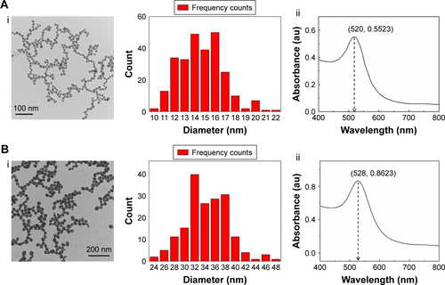 Figure S1 Characterization of GNP.Notes: (A) Characterization of GNP with 13 nm: (i) TEM and size distribution of GNP; (ii) UV–vis absorption spectra of GNP. (B) Characterization of GNP with 35 nm: (i) TEM and size distribution of GNP; (ii) UV–vis absorption spectra of GNP.Abbreviations: GNP, gold nanoparticle; TEM, transmission electron microscopy; UV–vis, ultraviolet–visible.