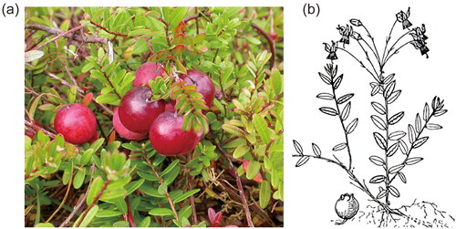 Figure 1. Species reference map of V. oxycoccos. (a) Fruits and leaves of V. oxycoccos (voucher number: VO001; this picture was taken by Xinrong Qiao from the Xinyang Agriculture and Forestry University, Xinyang city, Henan Province, China; 128.094687°E, 42.053095°N;). (b) Sketch of V. oxycoccos (from the Plant photo bank of China). core features: V. oxycoccos is an evergreen subshrub of the genus Vaccinium in the family Ericaceae. Its young branches are slightly hairy, and the stem bark is striped; the leaves are oblong or ovate, dark green above, grayish-white below, and glabrous on both surfaces; the flowers are subumbellate; the pedicels are fine, pilose, and recurved at the tip; the corolla is light red, divided nearly to the base, and the lobes are oblong; the berries are red; the flowering period is June to July; the fruiting period is July to August, and the fruit is edible. Its chromosome number is 2n = 48, and it is a widespread species in the Sub-boreal and boreal zones of the Northern Hemisphere, born in cold swamps, and generally reproduced by seed. In China, it is mainly found in the Changbai Mountain of Jilin Province.