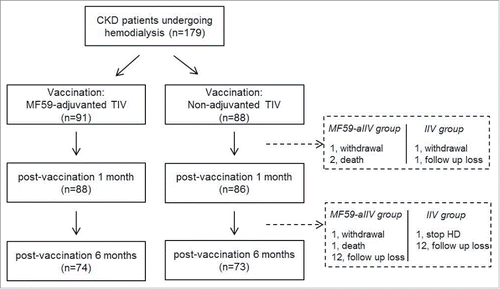 Figure 1. Flow chart of the study. CKD, chronic kidney disease; aIIV, adjuvanted inactivated influenza vaccine; IIV, inactivated influenza vaccine; TIV, trivalent influenza vaccine; HD, hemodialysis.