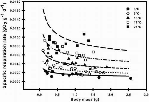 Figure 3. Specific respiration rates under the combined effects of body mass and temperature of Galaxias maculatus. model for fitted curves at varying temperatures. Plotted lines represent best-fit regressions for each temperature.