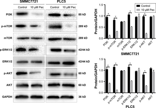 Figure 4 Pectolinarigenin inhibited PI3K/AKT/mTOR/ERK signaling pathway.